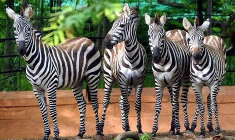 Sri Chamarajendra Zoological Gardens